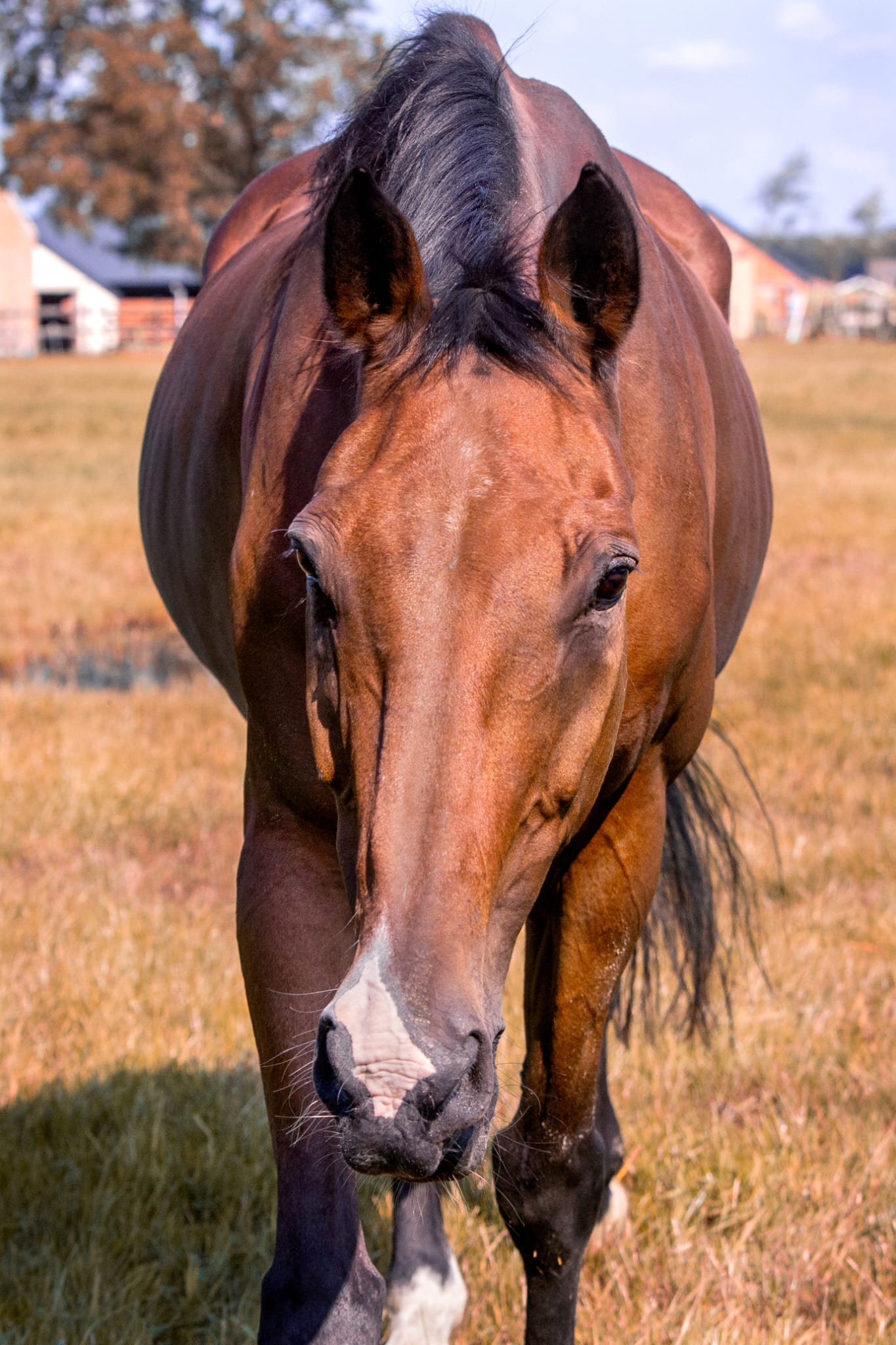 Unicum