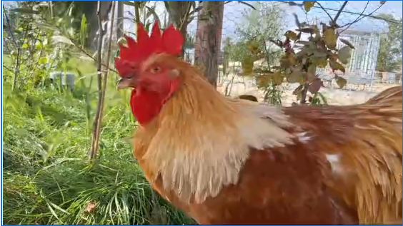 Puck en Karel: onze fanatieke ongediertebestrijders! 🐔