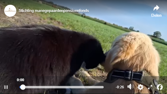 De paarden weer op de wei, tijd voor knuffels! 🐴💚