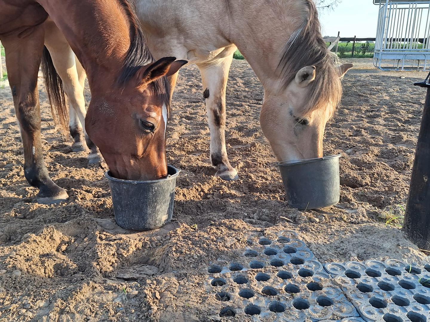 Slobberen en gras eten – wat wil een paard nog meer?