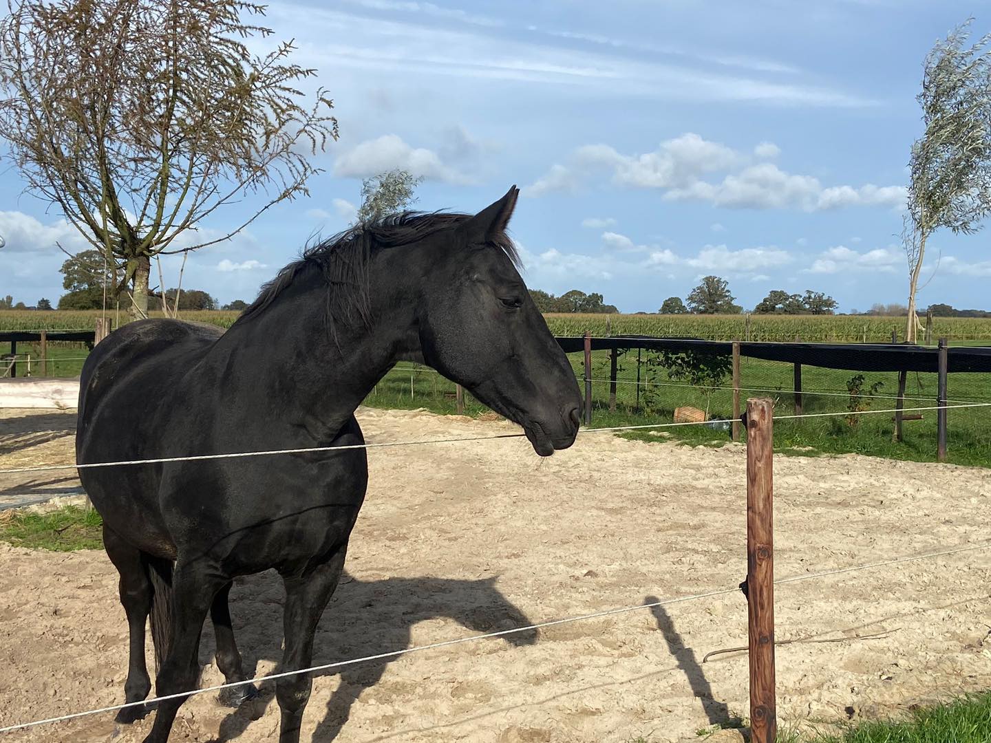 De Gouden Jaren: Alle Pensioenpaarden Genieten van Vrijheid en Rust