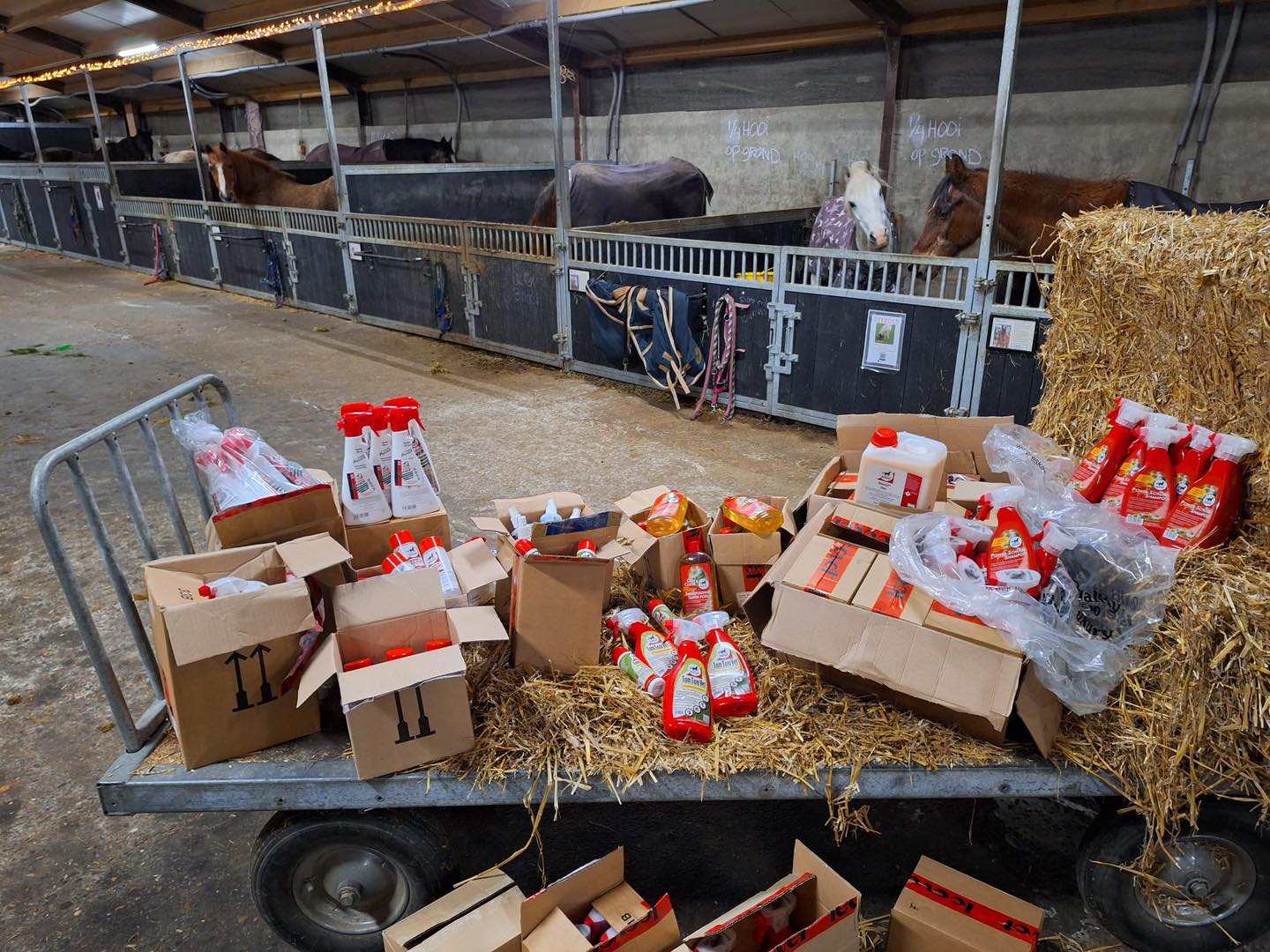 Onze paarden zijn heerlijk in de watten gelegd! 🐴