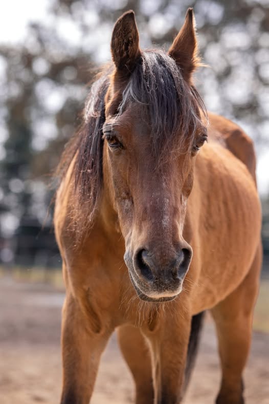 Warme Stalletjes en Gevulde Buikjes voor Onze Ouderen 🐴🎄