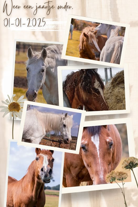 Verjaardagen en Kaarsjes voor Onze Kanjers! 🐴🎂