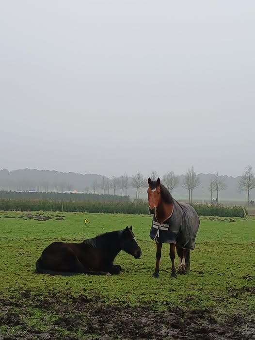 Naomi’s Nieuw Begin: Een Pensioen Vol Liefde 🐴❤️