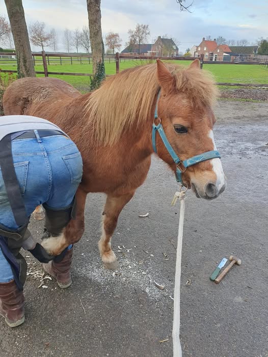 Prinses Vesra en haar Hoefsmid-avontuur 👑🐴