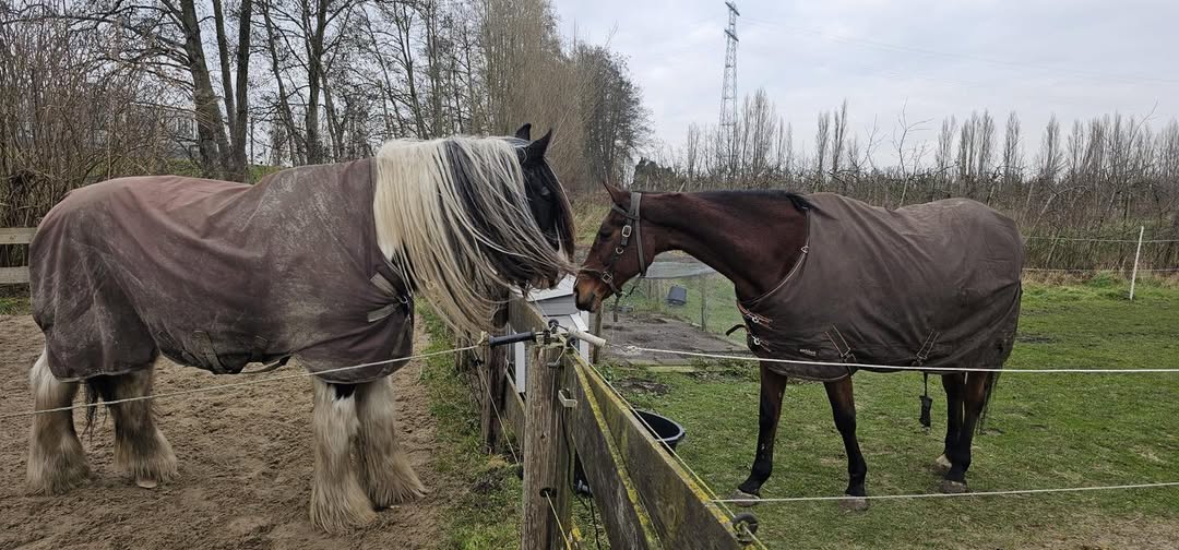 Een nieuw begin voor Billy en Sky2 ❤️🐴