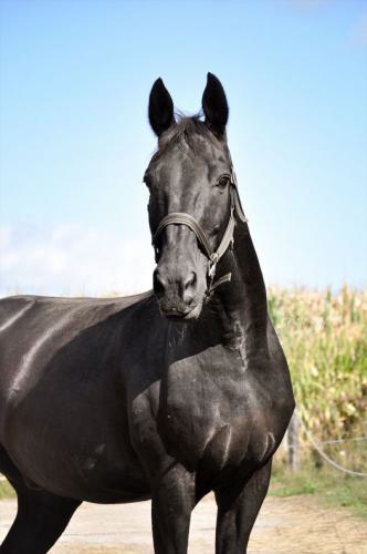 blackJack02